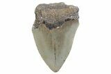 Partial, Fossil Megalodon Tooth - Serrated Blade #370225-1